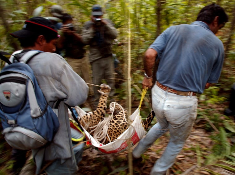 To match feature GUATEMALA-JAGUARS