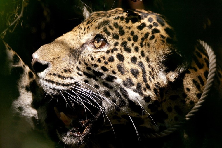 To match feature GUATEMALA-JAGUARS