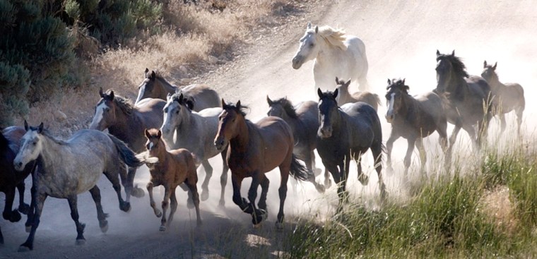 Some 37,000 burros and wild horses, like these near Eureka, Nev., populate federal lands in the West — 9,000 more than can be sustained, according to the Bureau of Land Management.