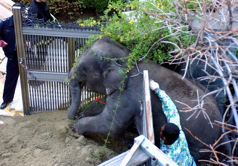 A mahout tries to lead an elephant which escaped from a zoo in Seoul