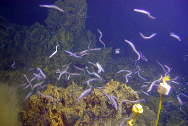 Scientists found this unusual "Eel City" in the crater of Nafanua, a newly emerging active underwater volcano located off the Samoa Chain.