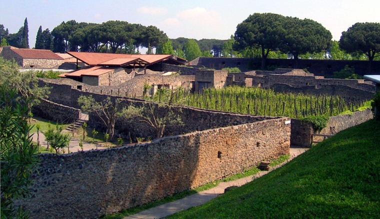 Vineyards and fruit trees have been replanted at the Pompeii archaeological site in the original locations used 2,000 years ago, as part of research into the eating habits of the ancient Romans. The harvest makes up some of the ingredients sold in kits to visitors.