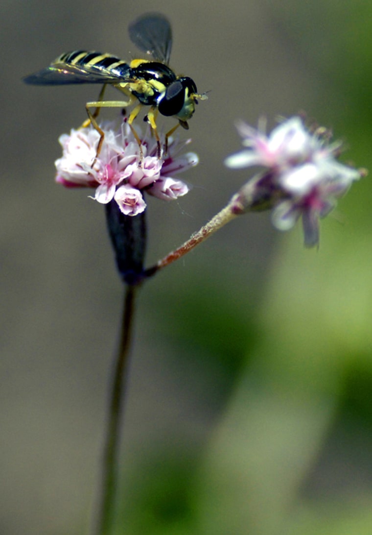 An insect alights on a flower called the Mount Diablo buckwheat, long thought to be extinct, on Mount Diablo, east of San Francisco. The pink wildflower Eriogonom truncatum, which resembles baby's breath used in floral arrangements, was last seen 69 years ago.