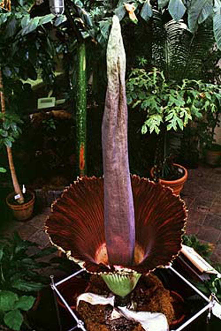 This photo shows the titan arum flower at its peak in 2001 in a greenhouse at the University of Wisconsin-Madison. Now botanists say the same plant is getting ready to bloom again.