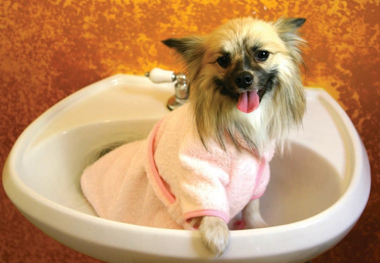 A pink terry cloth bathrobe, made by Gooby Pet Fashions, is just one of the many new clothing accessories available for dogs.