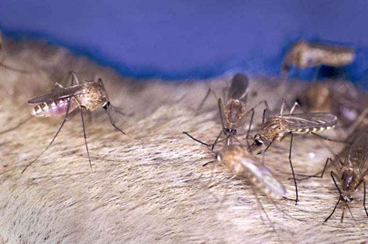 Multiple mosquitoes feed on a host simultaneously. Such a scenario could spread West Nile virus more quickly than scientists thought.