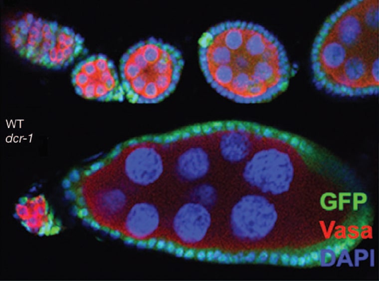 The top part of this photomicrograph shows egg chambers produced regularly by a fruit fly's normal germline stem cells. The bottom part shows a big developmental gap for a stem cell that has been genetically modified to disrupt microRNAs. The blue circles are nurse cells that nourish each red egg cell.