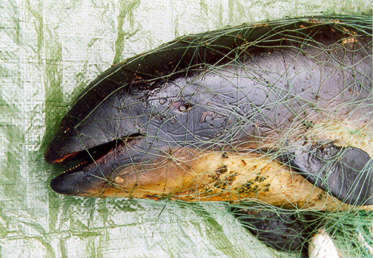 This European harbor porpoise died after becoming tangled in a fishing net.