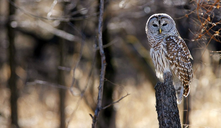 A barred owl scans for prey at the edge of the woods  near Cedar Falls, Iowa, in this March 2003 photo. Barred owls may well find themselves prey in the future; federal scientists are planning an experiment with killing the invading birds, calling them a threat to the northern spotted owl. 