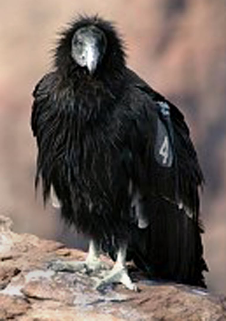 This California condor is one of 53 that live at the Southern Rim of the Grand Canyon.