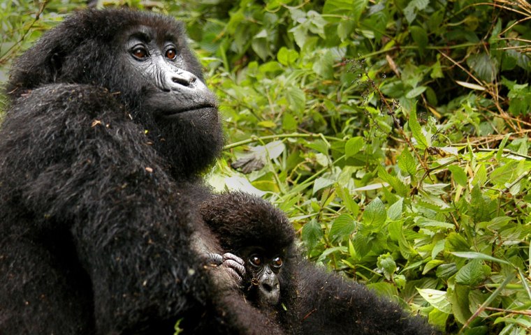 Kampanga, a female adult mountain gorilla, is seen with her six-month old baby in Rwanda's Volcanoes National Park. The new born was given the name Sabyinyo in a naming ceremony that's part of a tourism promotion campaign.