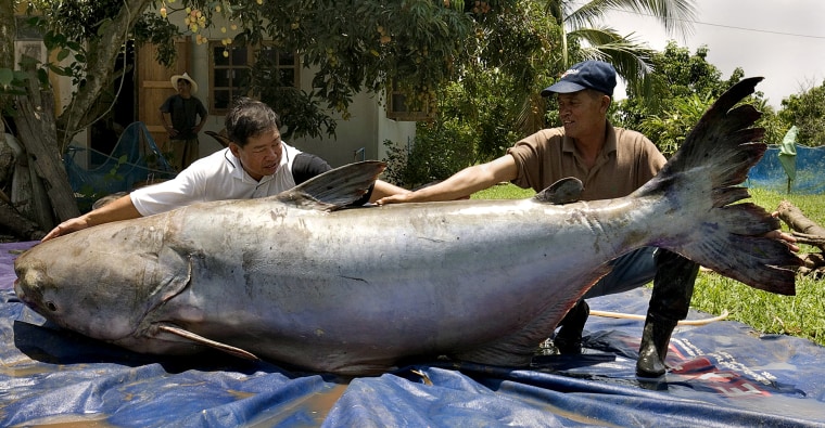 World's Largest Living Freshwater Fish: 646-Pound Catfish Netted in Thailand