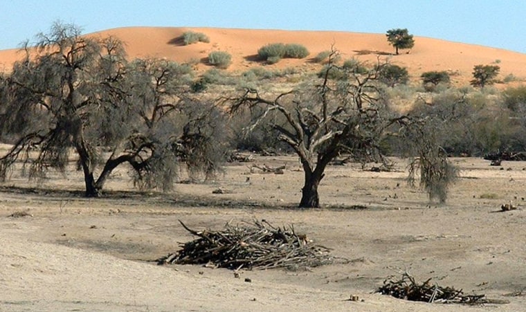 Areas in Africa that border on the desert, like this one where dying trees are at the base of a sand dune in South Africa's Northern Cape Province, could see significant shifts due to global warming, scientists report in a new study.