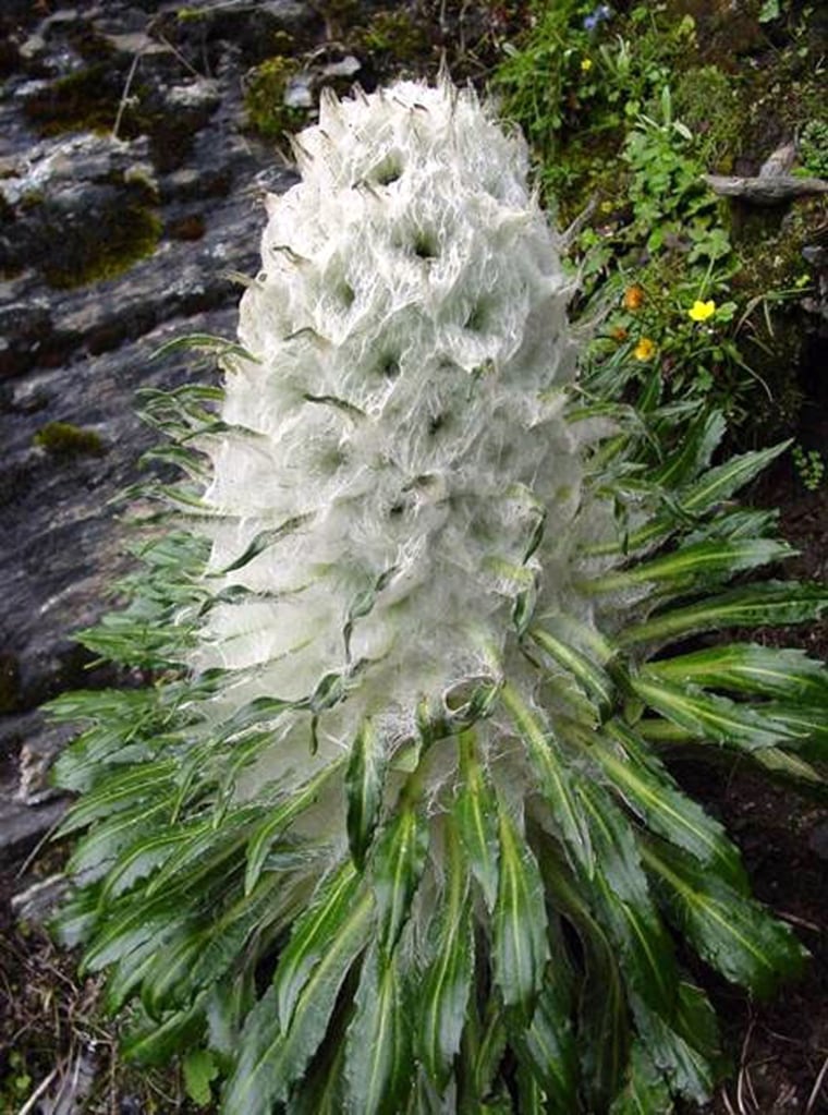 This species of snow lotus, known as Saussurea laniceps, is used in traditional Tibetan and Chinese medicine and is increasingly sought after by tourists.