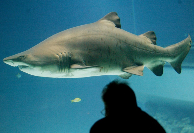 A visitor looks at a sand tiger shark swimming at an oceanic center in Burg auf Fehmarn, Germany.