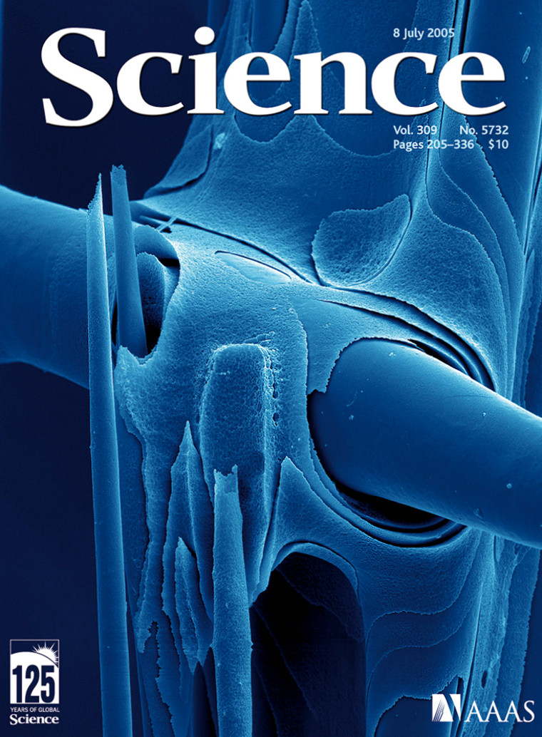 The cover of the journal Science shows a greatly magnified view of a cement-slathered beam intersection in the latticework of a “glass sponge.”