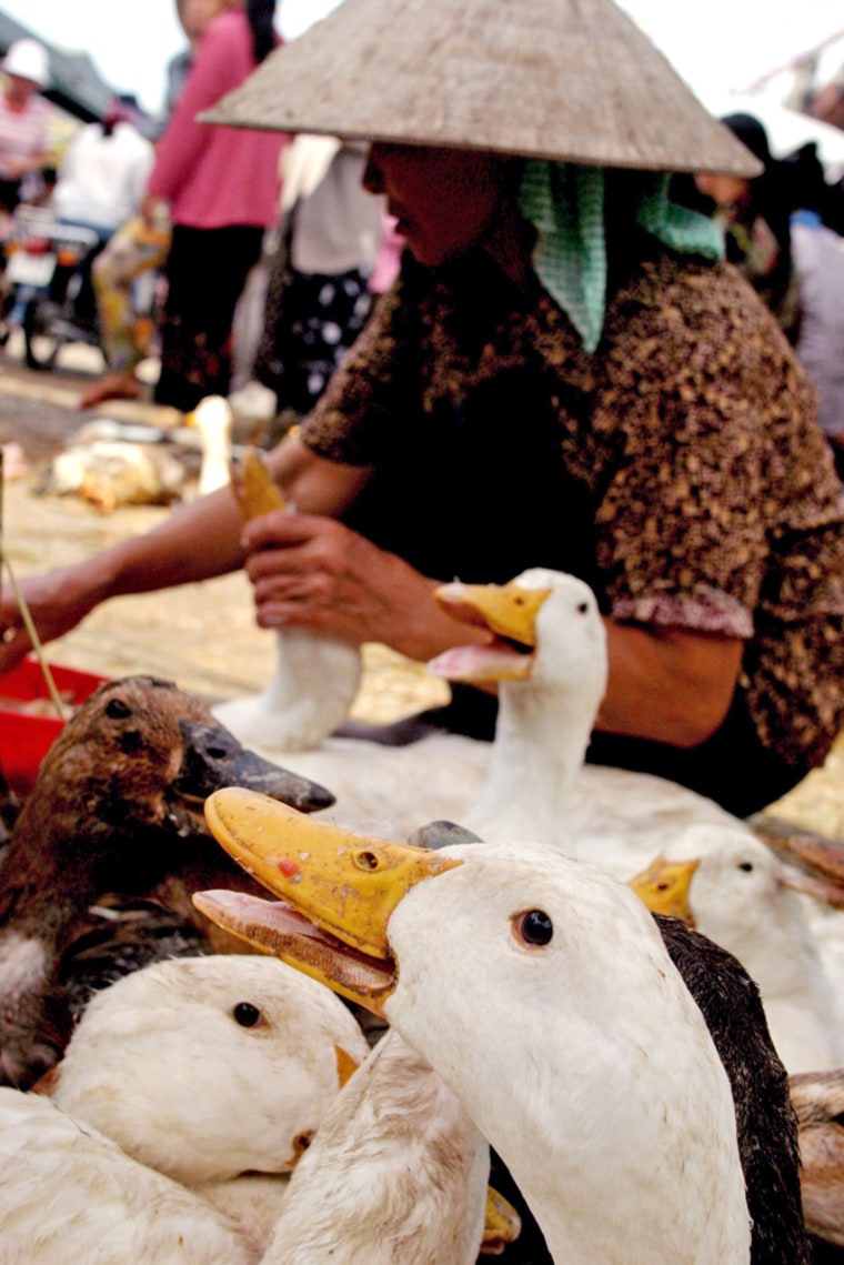 A poultry seller feeds ducks at a poultry market in Hanoi, Vietnam