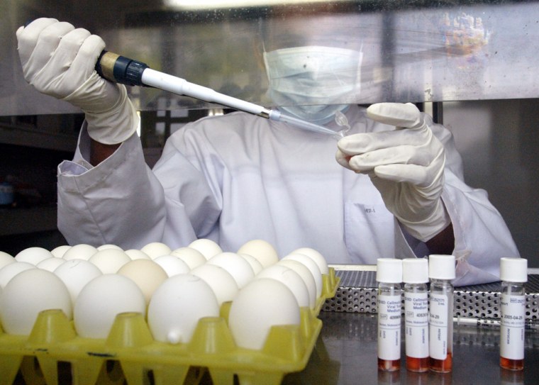 Indonesian laboratory workers test samples from pigs and chickens for bird flu virus, Bogor