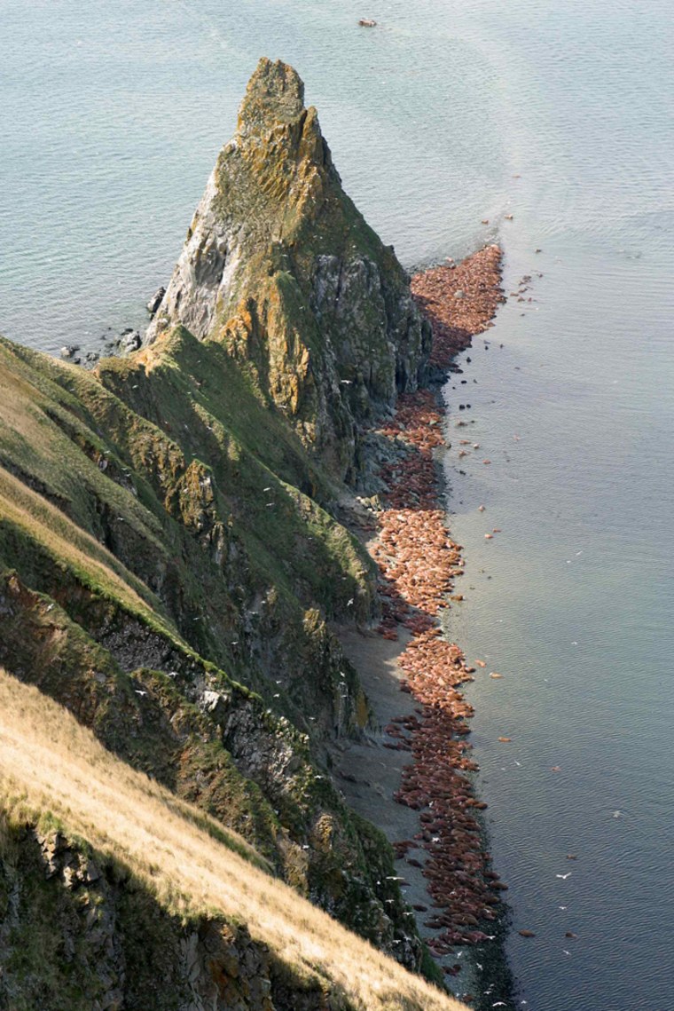 In this photo provided by the Alaska Department of Fish and Game, hundreds of walruses line the beaches Monday, July 25, 2005, at the Walrus Islands State Game Sanctuary, Alaska, in the Bering Sea. New cameras at the sanctuary are capturing video of walruses that can been seen live on the Internet. (AP Photo/Alaska Department of Fish & Game)