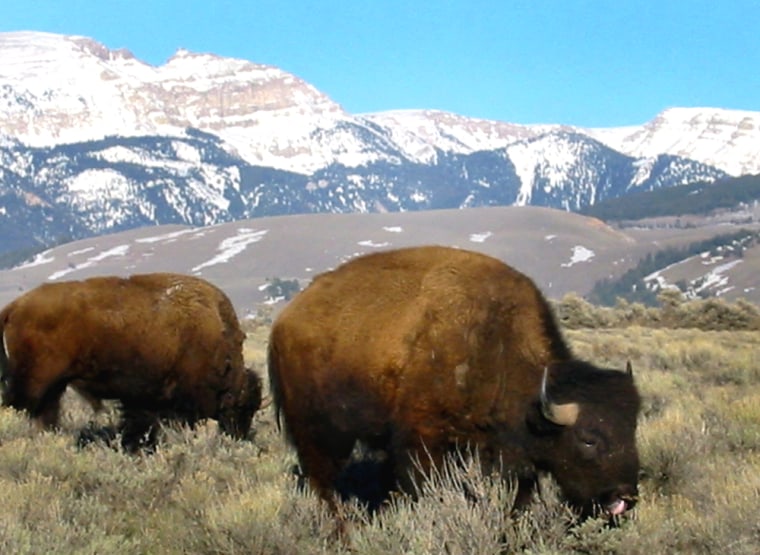 A DNA hair sample from what eyewitnesses believed to be a Sasquatch turned out to belong to a more mundane bison, like these seen grazing in Jackson Hole, Wyo.