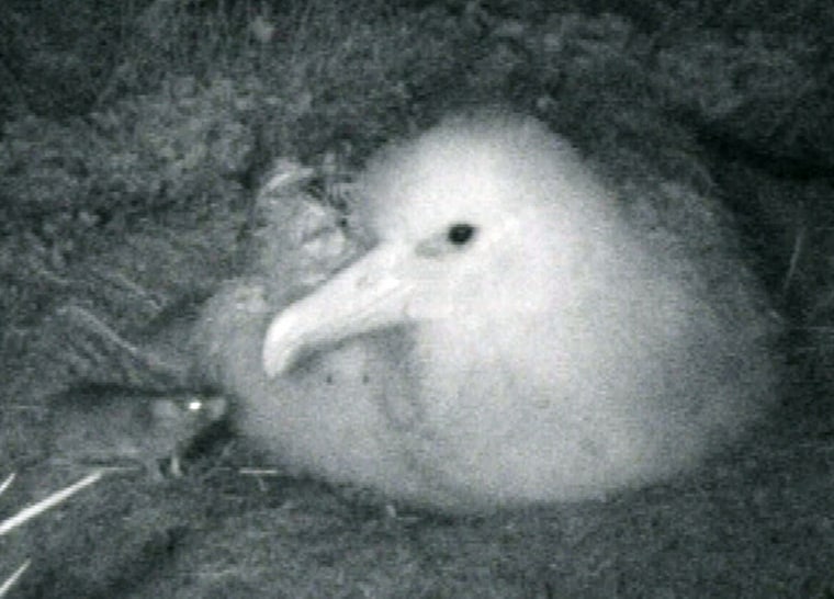 Gough Island's \"monster mice\" feed on an albatross chick in this videograb