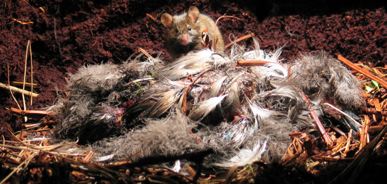 Handout picture shows one of Gough Island's \"monster mice\" feeding on a dead seabird chick