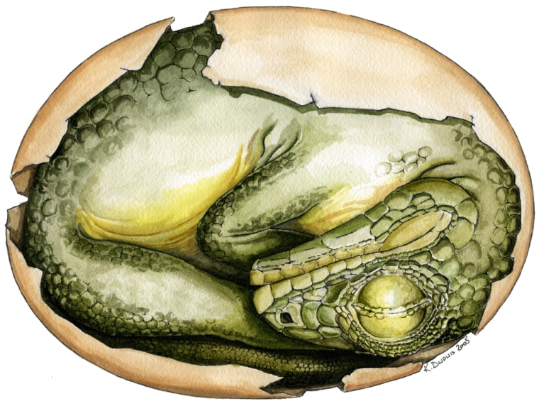 An artist's reconstruction shows a curled-up dinosaur embryo inside an egg. The actual egg is a little more than 2 inches (6 centimeters) in length.