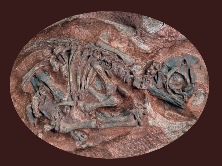 Embryonic skeleton of the prosauropod dinosaur Massospondylus as preserved inside the egg. Note that the head and strongly bent neck are lying outside of the egg. It is not possible to determine if this is the result of an unsuccessful hatching or if the head and neck were pushed out postmortally. Estimated length of embryo is 15 centimeters.