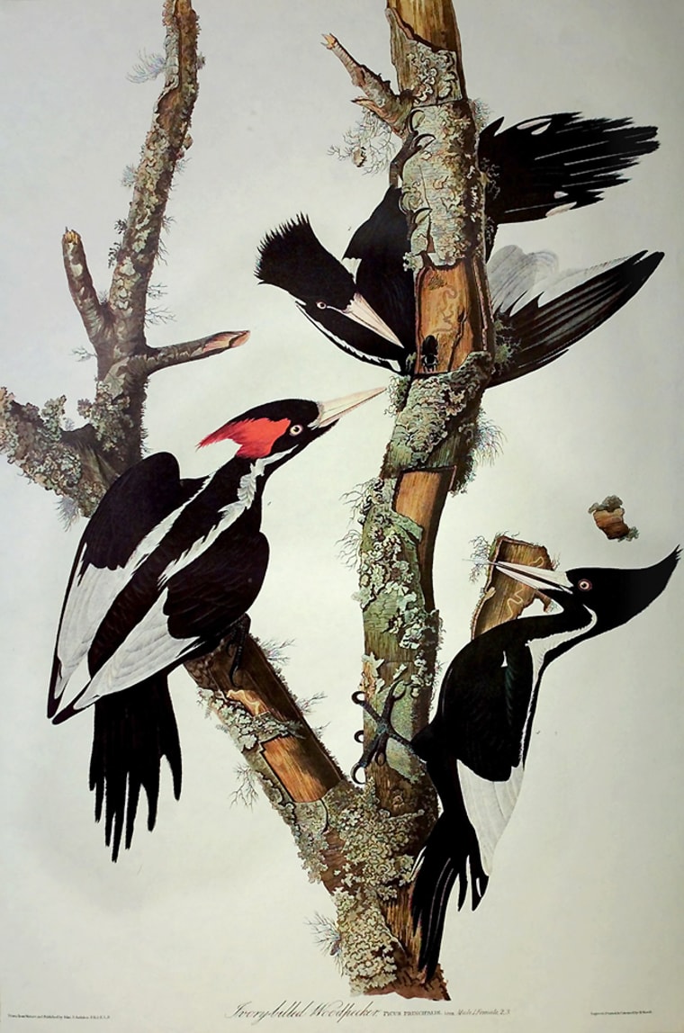 IVORY BILLED WOODPECKERS