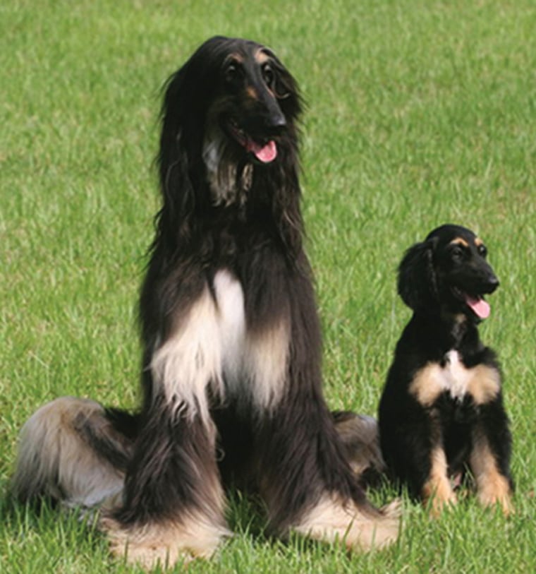 At 2 months of age, Snuppy, the first cloned dog, appears at right with the 3-year old male Afghan hound whose skin cells were used to clone him.