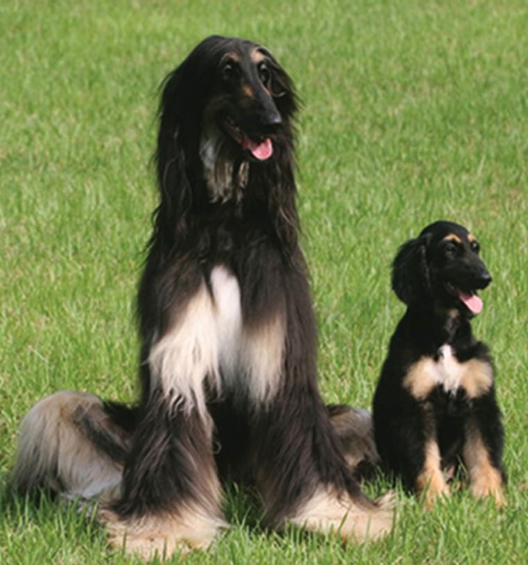 Insights from one thousand cloned dogs