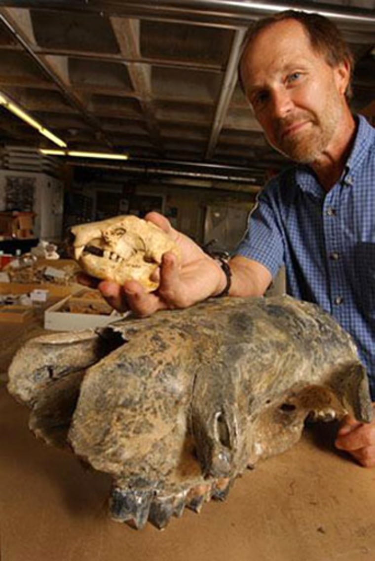 University of Florida researcher David Steadman holds the skull of an extinct ground sloth that was uncovered from a cave in Haiti. In the foreground is a much larger sloth skull that was found in Ormond Beach, Fla. 