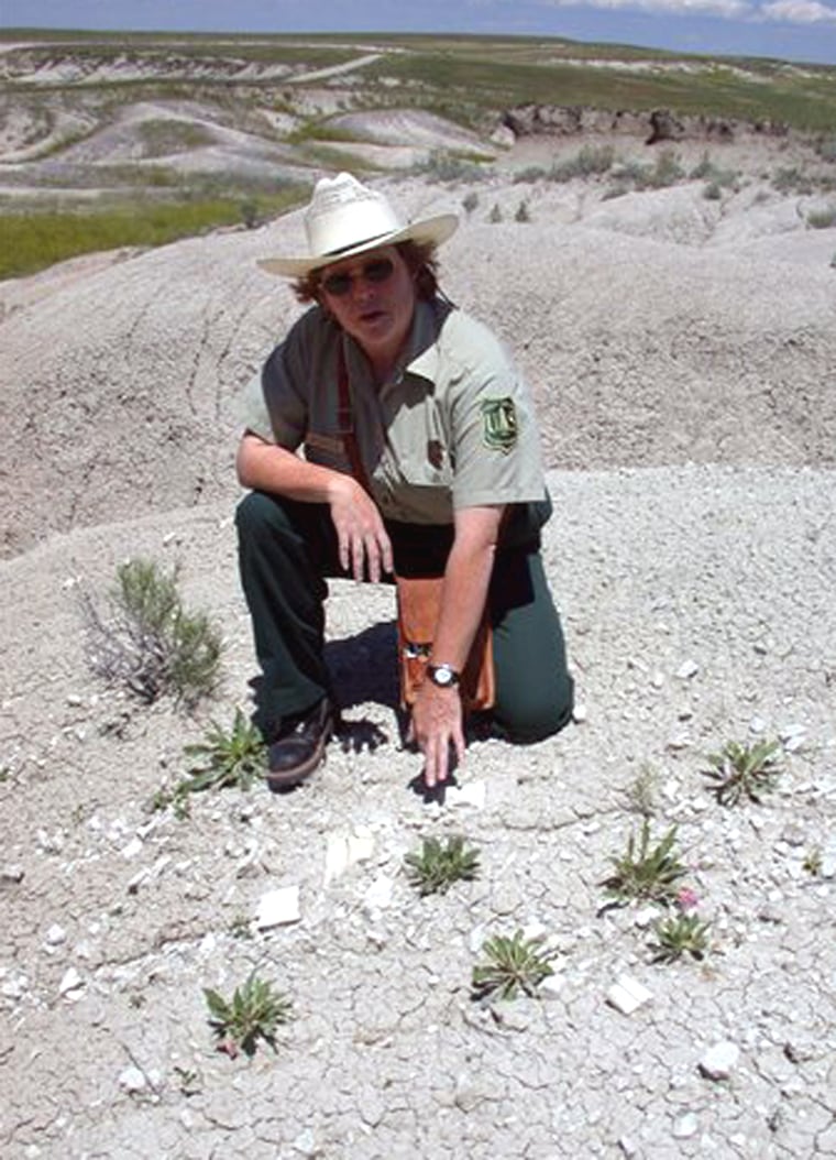 Barbara Beasley of the U.S. Forest Service points to exposed dinosaur fossils at a spot in the Oglala National Grasslands in Nebraska.