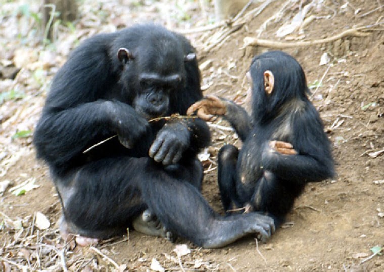 An adult and a young chimpanzee eat termites after using a stick to fish the insects out of a mound in Tanzania's Gombe National Park.