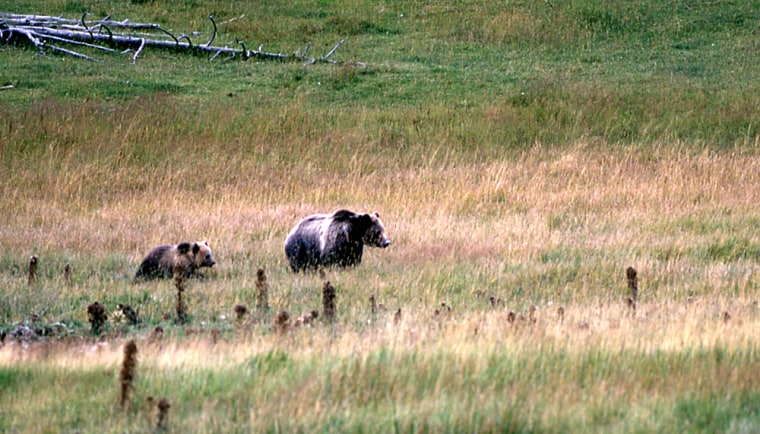 The presence of mother bears and young cubs in numerous parts of Yellowstone is one measure of a recovering grizzly population, say proponents of removing the bears from the threatened species list.