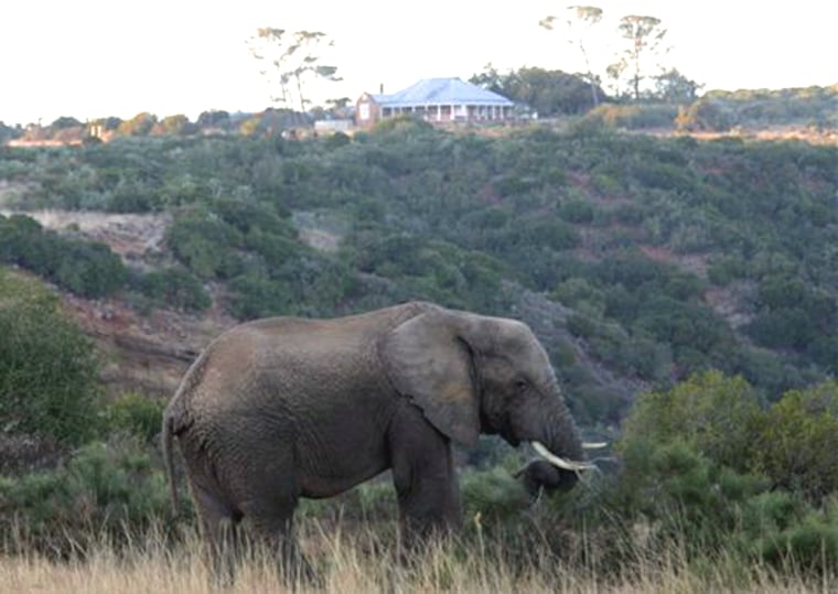An elephant grazes in the Amakhala Game Reserve near Port Elizabeth, South Africa. The tourist operation was once a farm.