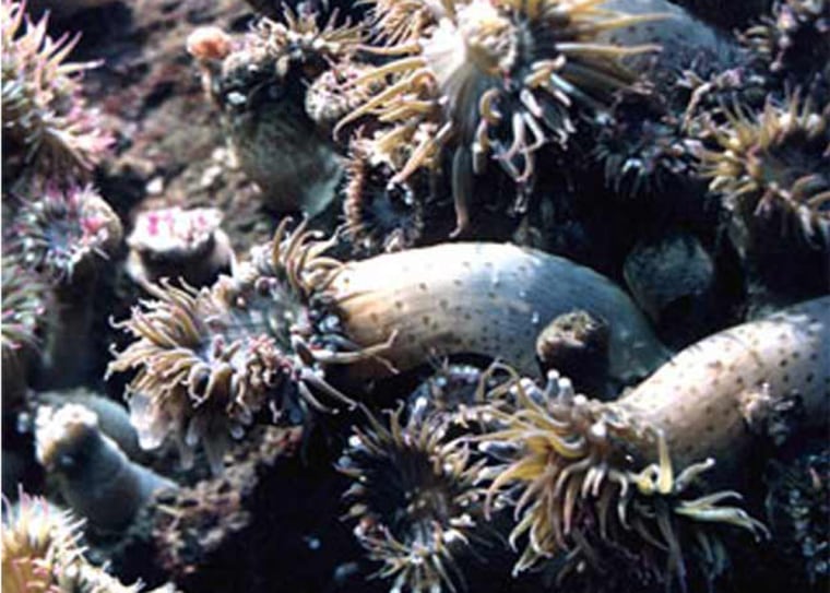 Warrior anemones reach from several rows back to attack bordering animals.