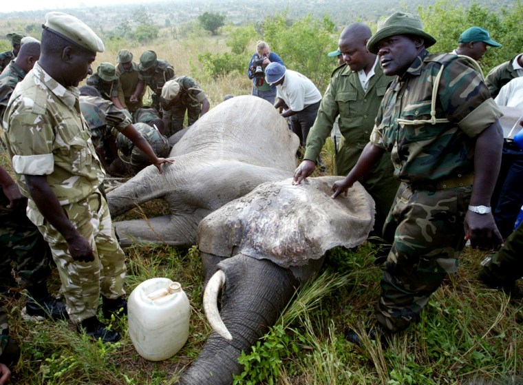 Kenya Wildlife personnel bind a 22-year-old elephant after it was tranquilized in the Simba Hills, Kenya Thursday, Aug. 25, 2005. The Kenya Wildlife Service started relocating 400 elephants to Kenya's largest national park, from a smaller national reserve in southeastern Kenya that has too many elephants.  The US$3.2 million (Euro 2.6 million) exercise began Thursday and involves transporting elephants over 350 kilometers (218 miles) to the northern part of Tsavo East National Park, from the Shimba Hills National Reserve. With a current elephant population of 600, the National Reserve is choking - elephants destroy the habitat,  break fences,  and cause mayhem and destruction in villages surrounding the park. (AP Photo/Sayyid Azim)