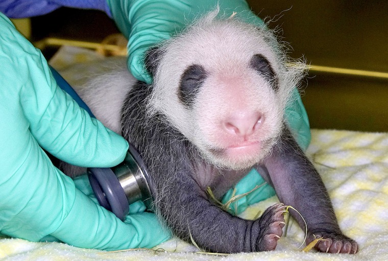 San Diego Zoo giant panda cub undergoes weekly exam