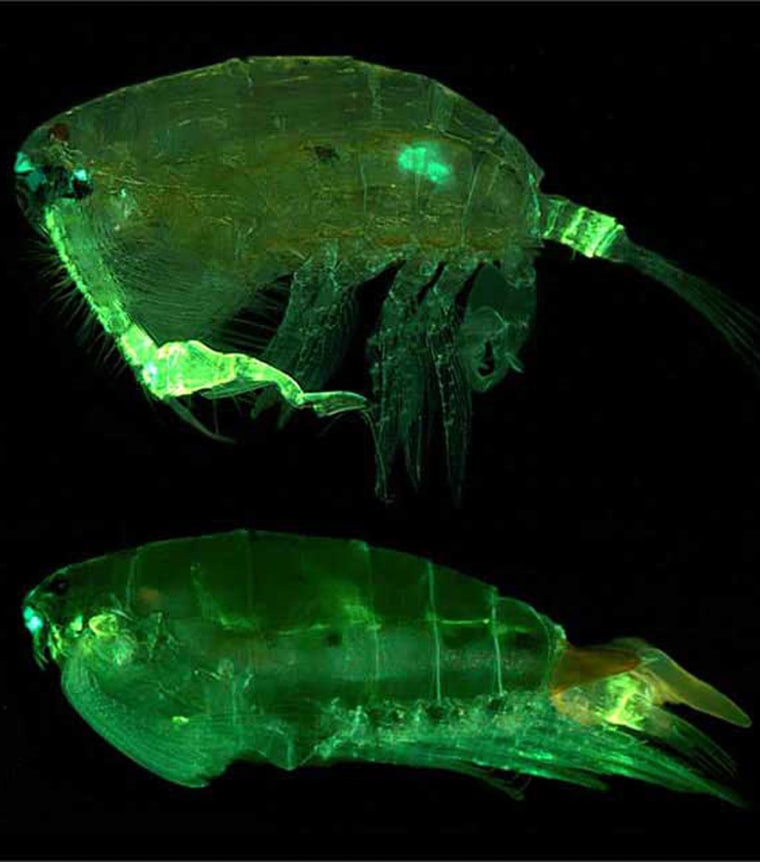 Parts of the creature known as the pontellid copepod glow fluorescent green when viewed under blue light. The top image highlights the male's specialized antenna and claw on its last leg (on the right) for grabbing females. In the bottom image, the female has an oblong sperm packet attached at her tail.