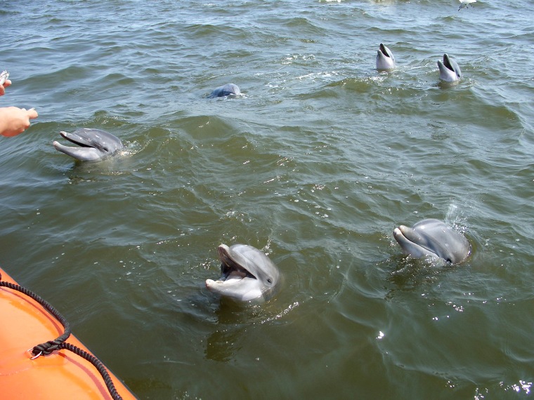 Rediscovered in the gulf, the oceanarium's dolphins clamor for vitamin- and medicine-filled fish.