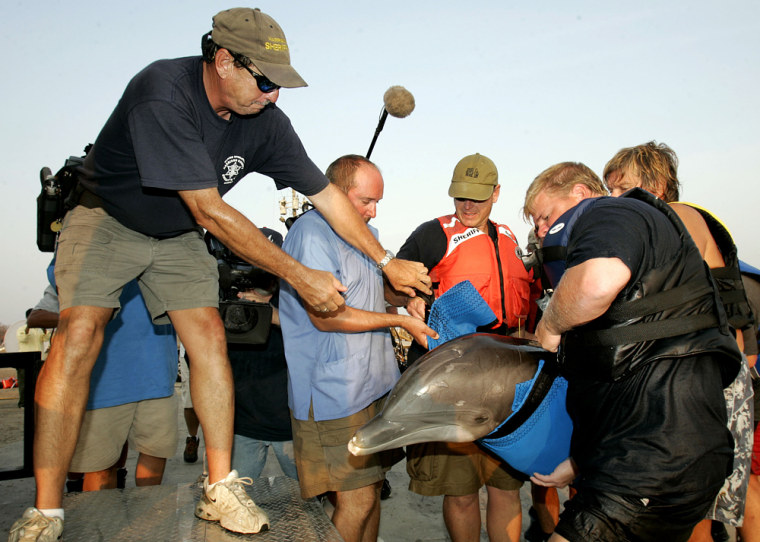 National Oceanic and Atmospheric Association personnel as well as Gulfport Marine Oceanarium staff carry a dolphin from the Oceanarium, Jill, to a transport truck in Gulfport, Miss. on Tuesday. The dolphins were washed out of the Oceanarium's tank during Hurricane Katrina.
