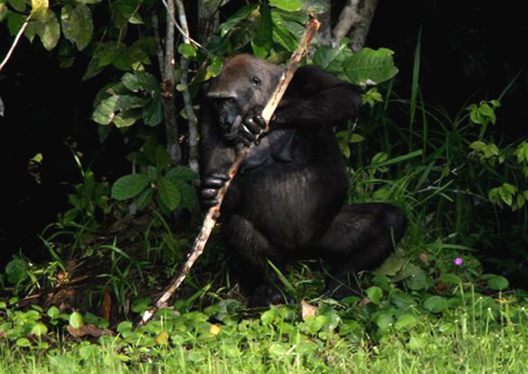 A female gorilla named Efi uses a stick to poke the ground in an area called Mbeli Bai in the Republic of Congo's Nouabal-Ndoki National Park. Until now, scientists had seen gorillas use tools only in captivity.