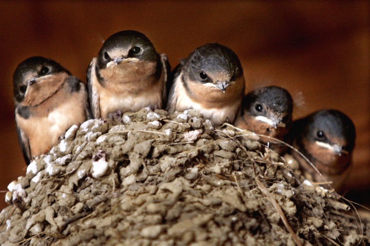 Five baby barn swallows peer out from their nest in Chesterland, Ohio on Aug. 4, 2005. Half of all male barn swallows care for at least one little one fathered by a competitor. 