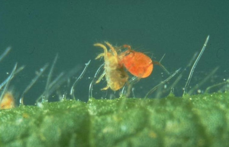 Now, thanks to a little genetic tweaking by scientists, mustard plants can call for backup to fight off leaf-munching spider mites.