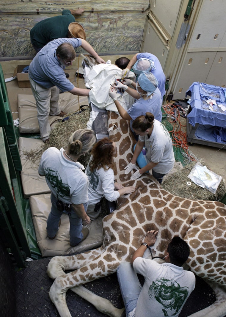 In a photograph provided by the National Zoo, National Zoo veterinarians, animal-care staff and consultants work to remove a tumor from the top of a male giraffe's head on Wednesday.