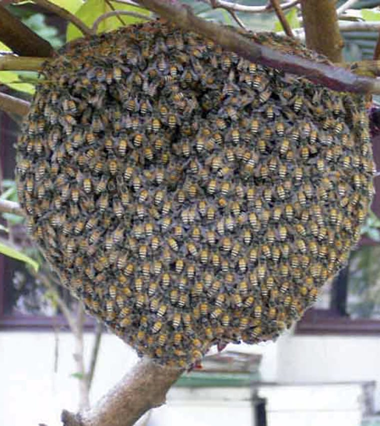 This nest of Asian dwarf red honeybees is built as a single comb from a twig, making it accessible to workers from other colonies once the queen dies.