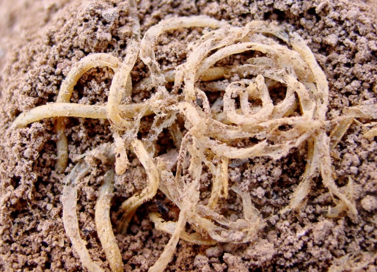 An undated handout photograph shows noodles dating back 4,000 years