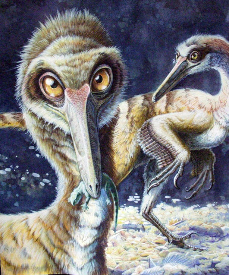 The newly discovered Buitreraptor gonzalezorum has a long, thin snout that may have been used to catch primitive reptiles, like the baby sphenodontian in this artwork. Buitreraptor is reconstructed here with a plumage similar to that of primitive birds.