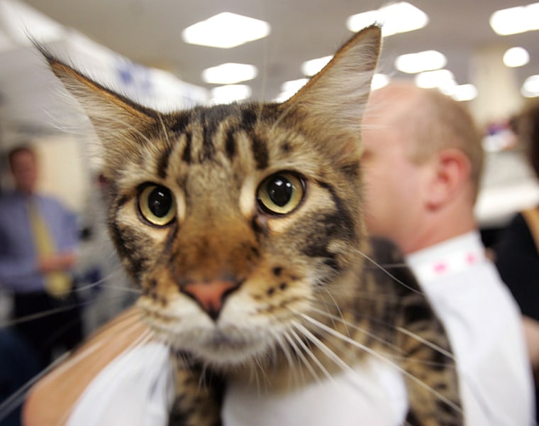 Denali, a Maine Coon cat, gets a ride back to his cage at the CFA-IAMS Cat Championship in New York